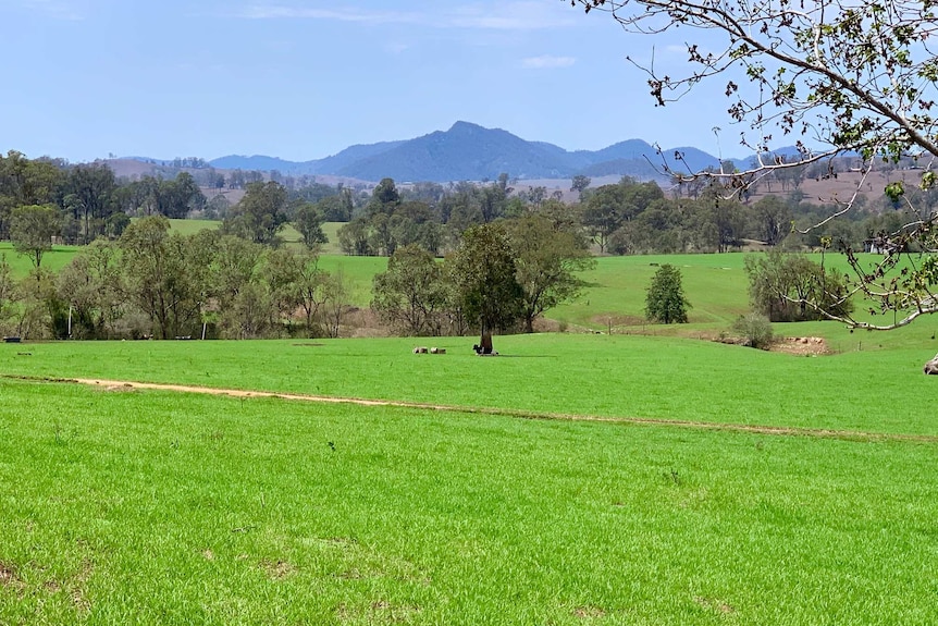 A paddock a green grass