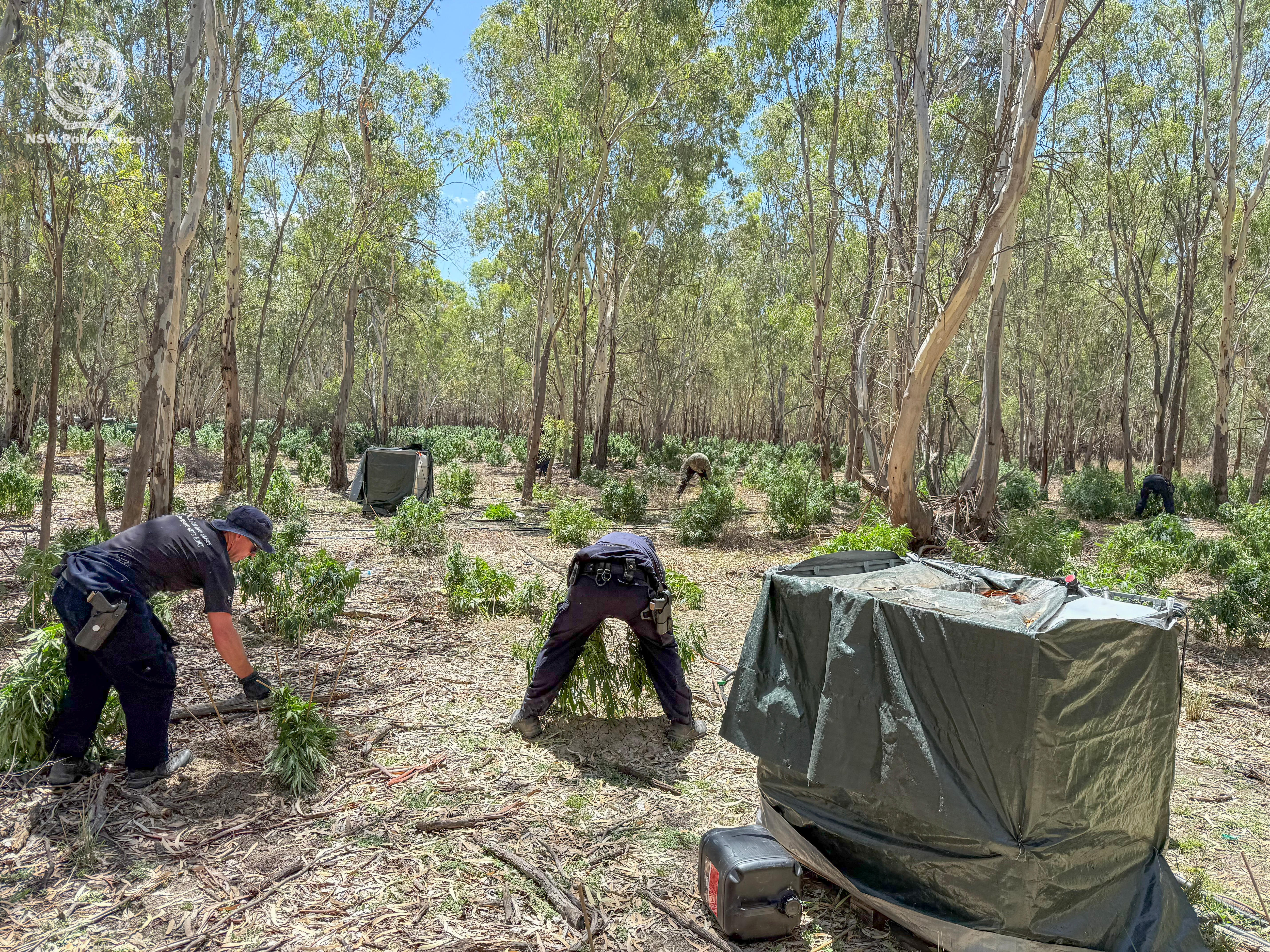 $10m worth of cannabis plants allegedly seized on NSW property