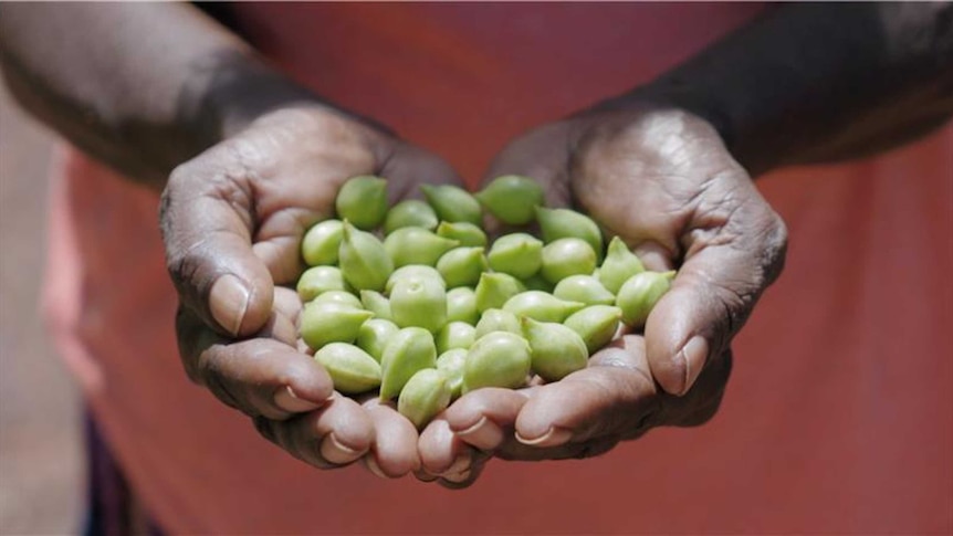 Handful of Kakadu plums