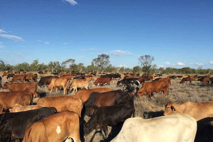 1100 head of cattle, including calves and weaners, on the move from the Brook's property near Blackall