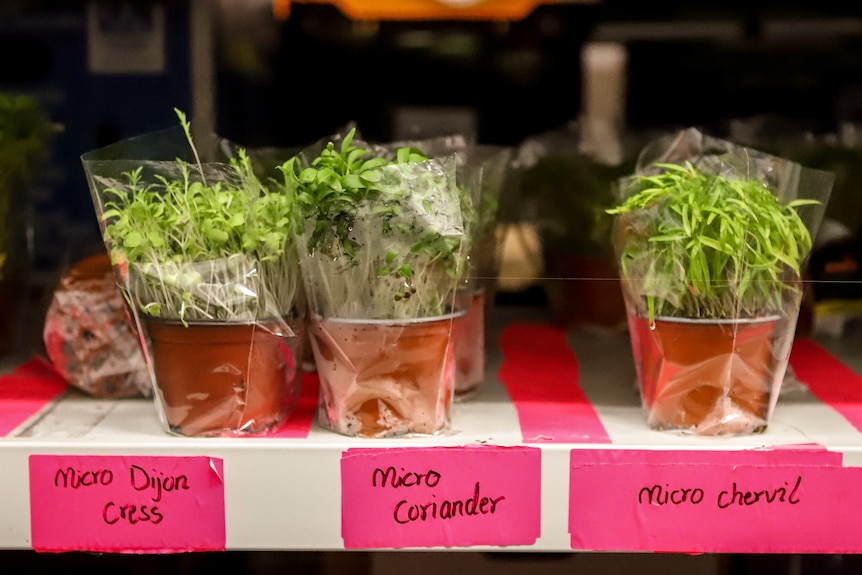 Three rows of small bots with little green herbs sprouting out of then and pink labels written at base