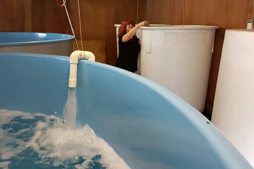 Biologist Chantal Gionet checking water tanks within oyster hatchery