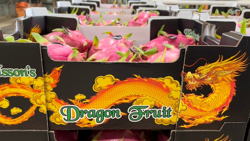 Trays of dragon fruit