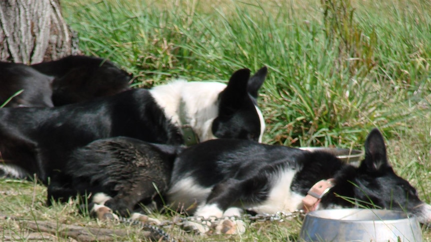 Border Collie sheep dogs