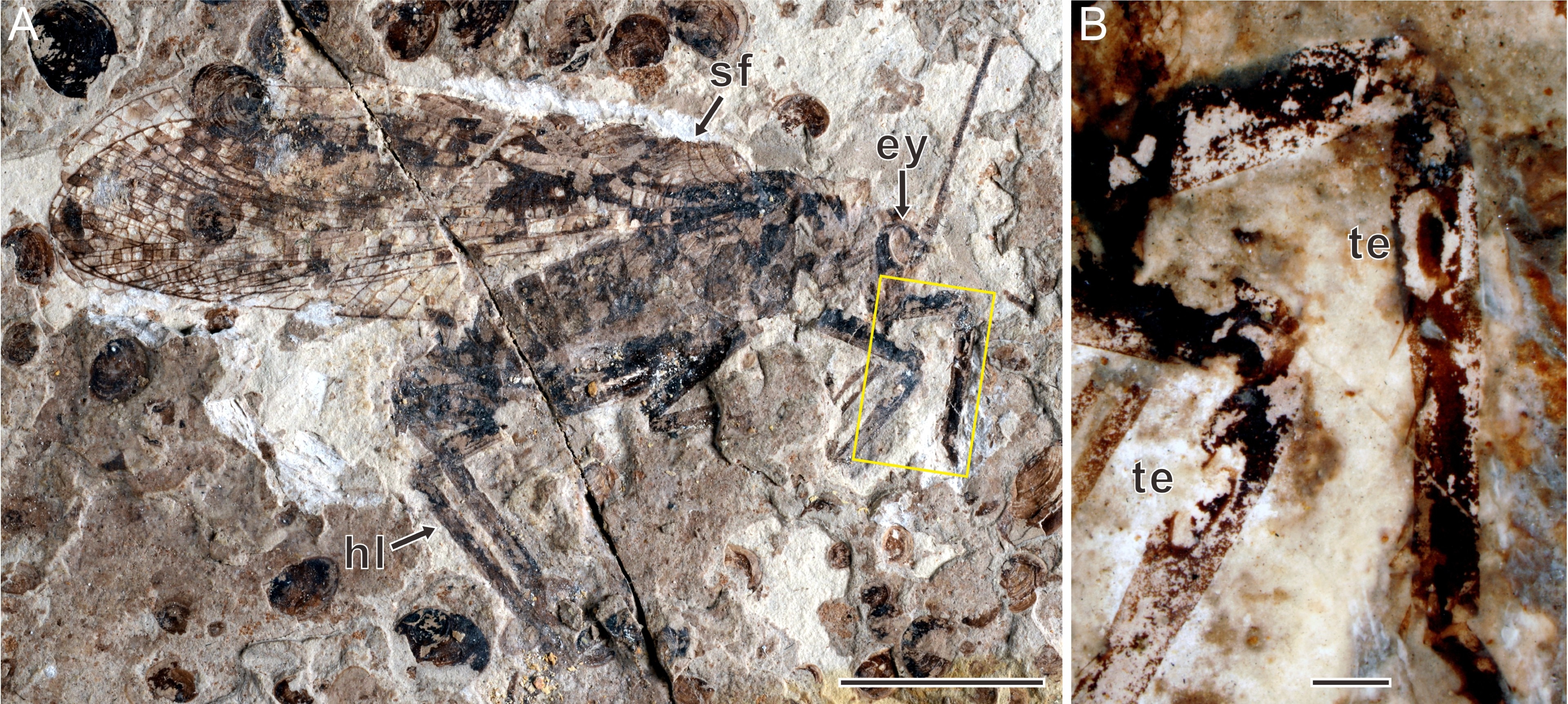 A fossilised katydid in brown rock, showing its sound-producing organs on its wings and its ears on its front legs.