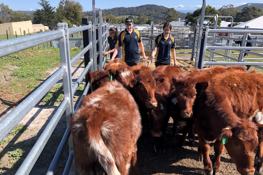 Tasman District School students with calves.