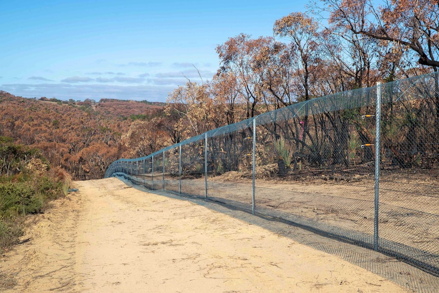 A wire fence runs along a dusty road between burnt trees
