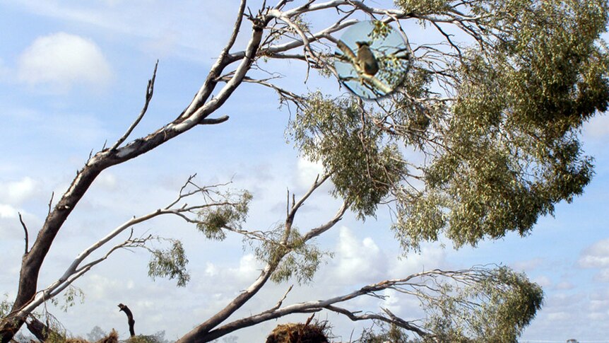 A koala is found clinging to a tree after a swathe of koala habitat is cleared for a mining site.