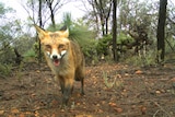 A fox looks straight down the lens of a camera in bushland