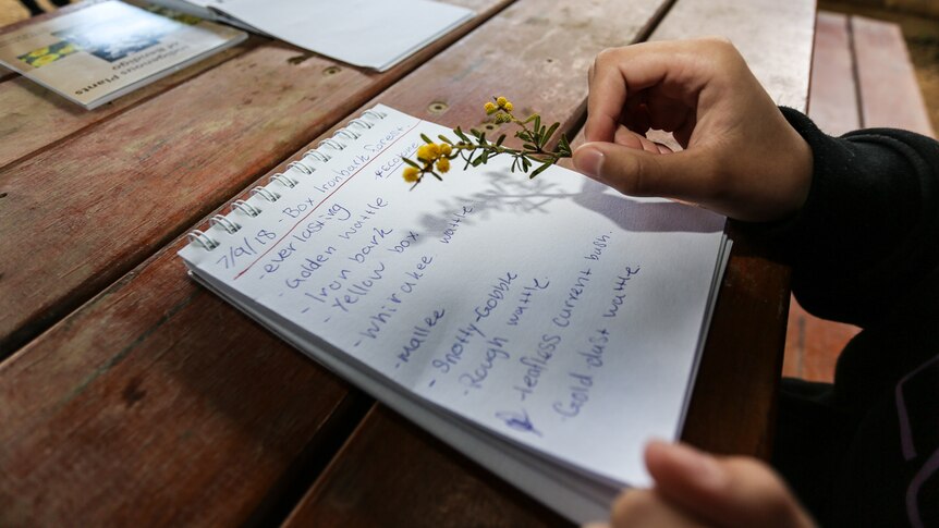 A notepad with a list of Indigenous plants and a hand holding a small wattle.