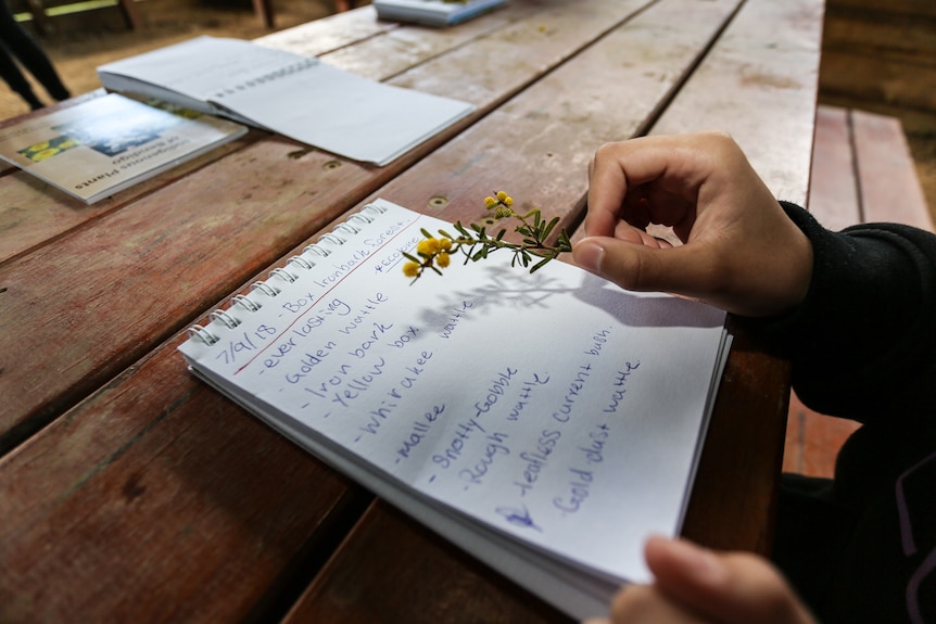 A notepad with a list of Indigenous plants and a hand holding a small wattle.