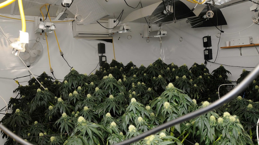 Cannabis grow house in Fisher Canberra