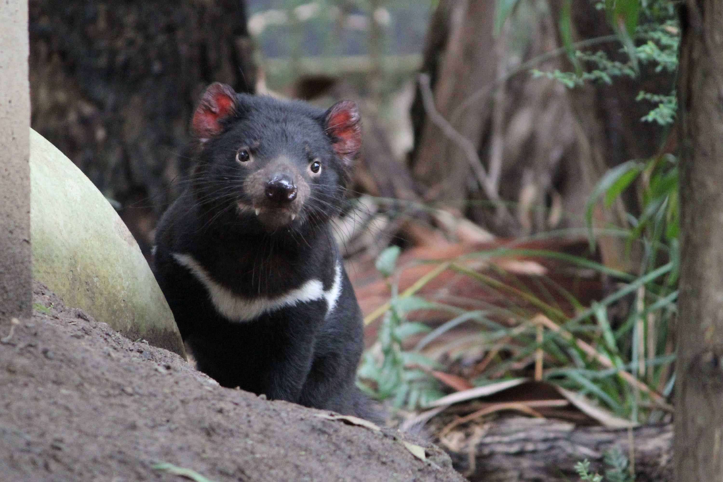 Jasper the Tasmanian devil killed in violent attack in US zoo - ABC News