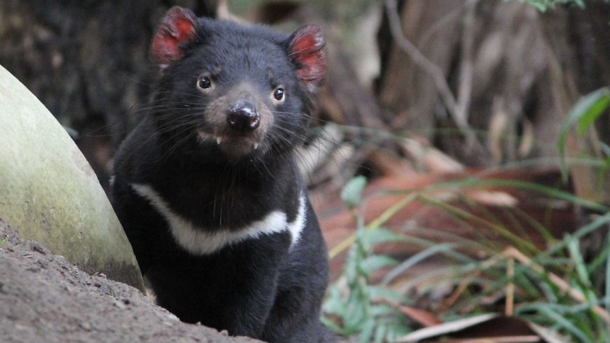 Jasper the Tasmanian devil