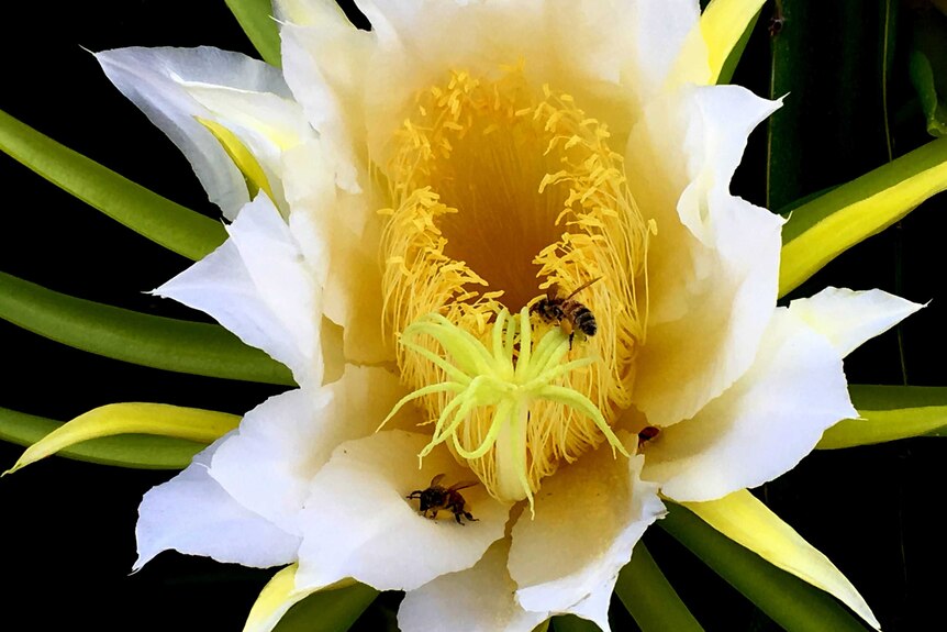 A close up of a white flower with a yellow centre and three bees on it