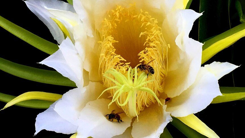 A close up of a white flower with a yellow centre and three bees on it