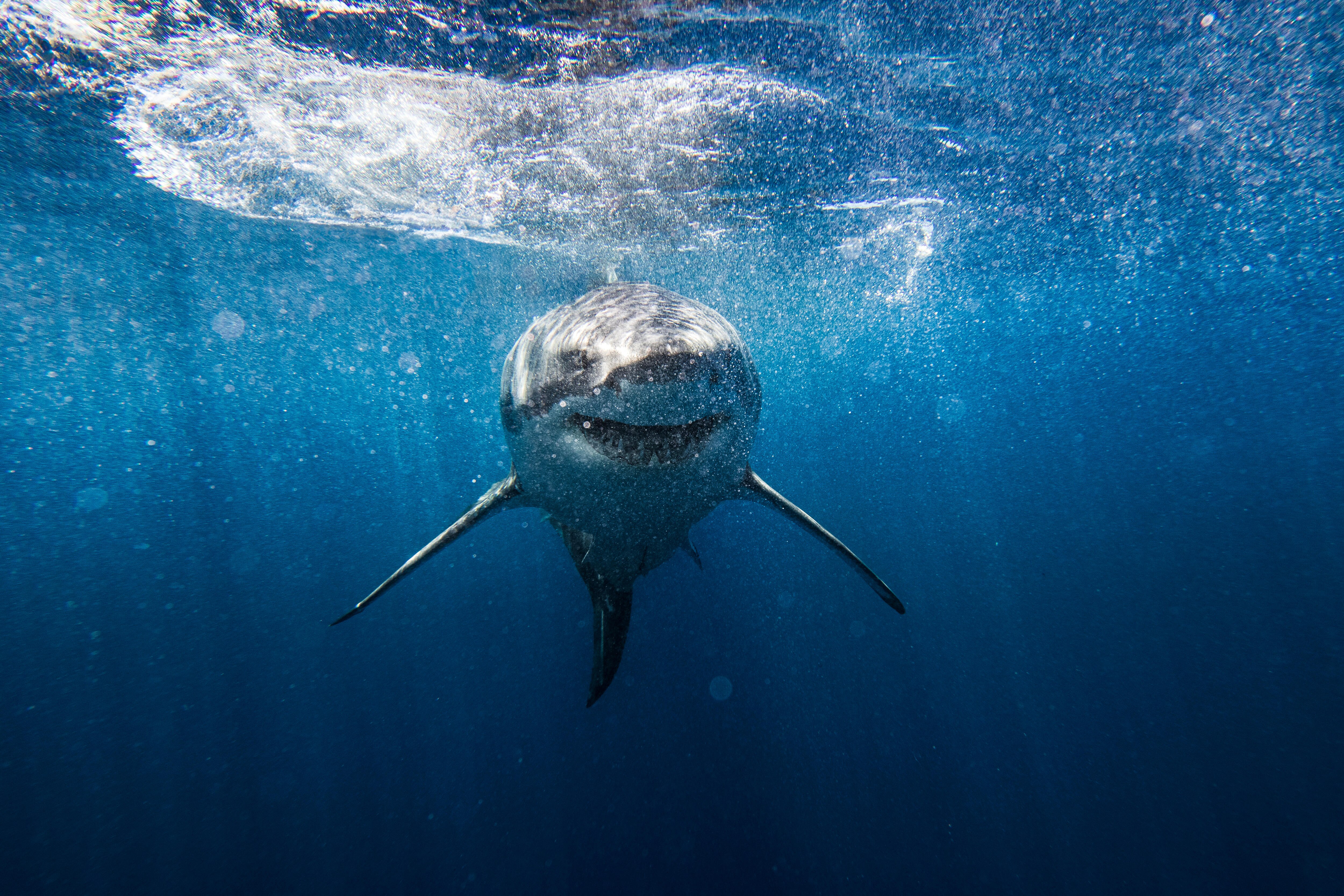 Against scapesharking: How sharks can help us test the morals of a ...