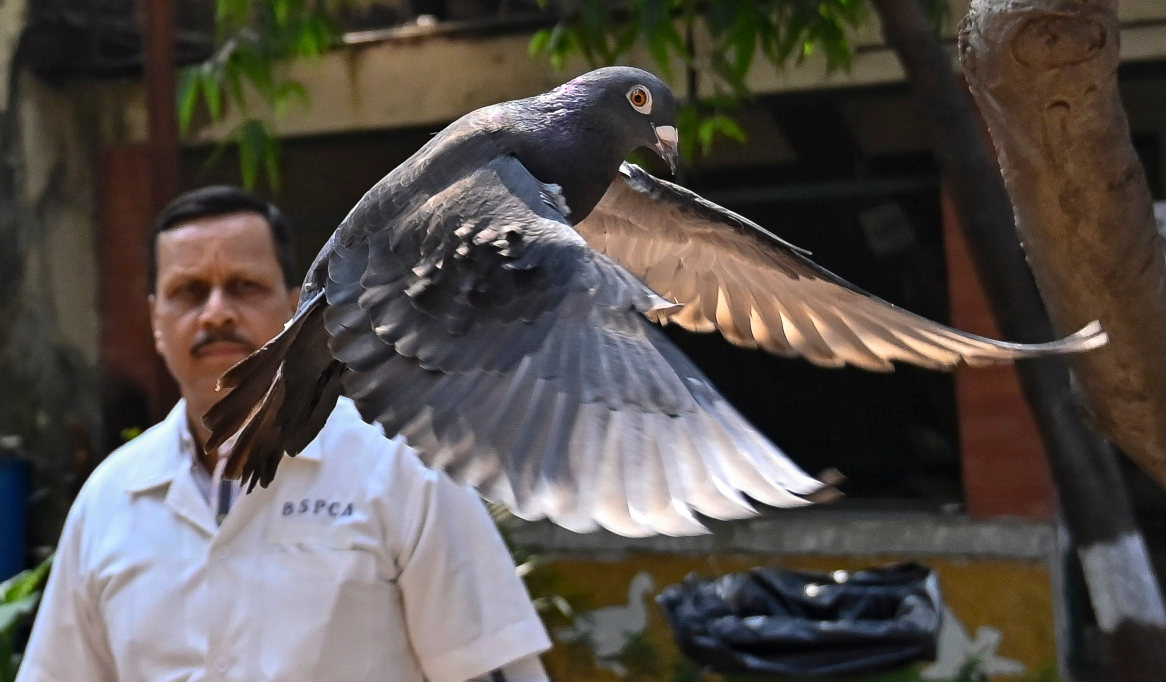 A close up of a pigeon flying up into the air in front of a man watching on.