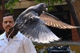 A close up of a pigeon flying up into the air in front of a man watching on.