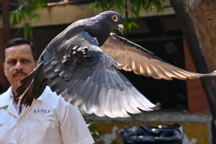 A close up of a pigeon flying up into the air in front of a man watching on.