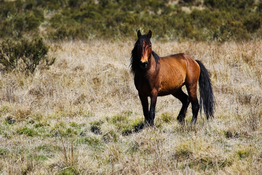 a wild horse stands in the bush