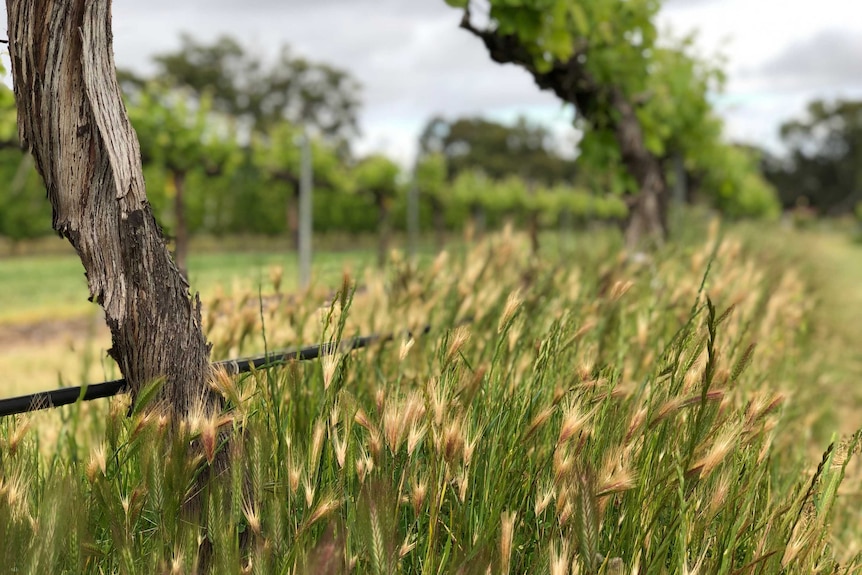 Rye grass growing under vines in a trial.