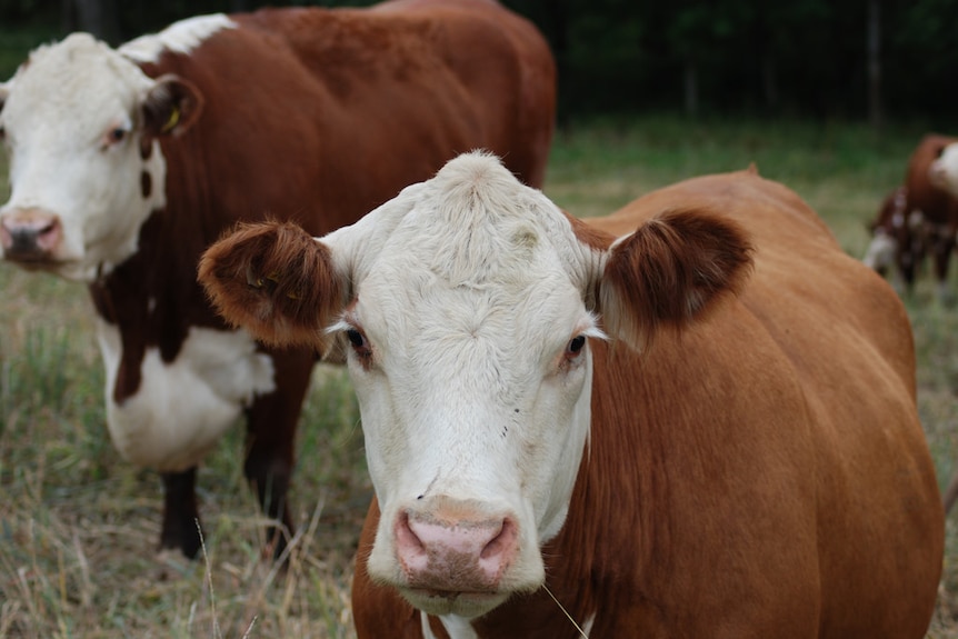 Two cows stand in the middle of a field