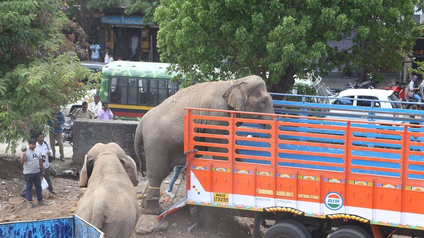 Elephants walk up into trucks