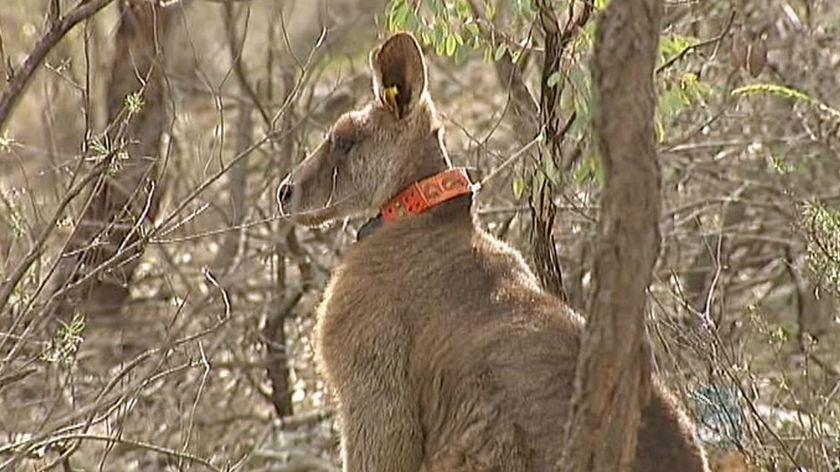 TV Still: Kangaroo wearing a tracking collar - generic