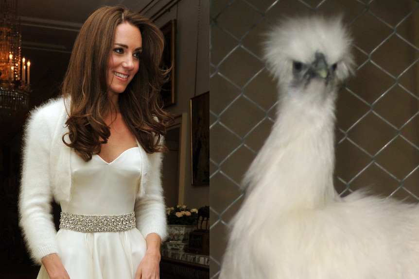 Composite of Kate in bridal garb and a silkie chicken