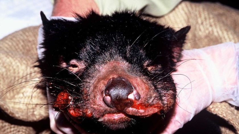 Diseased tasmanian devil.