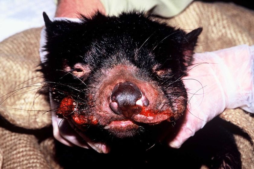 Facial tumours around the mouth of a Tasmian devil