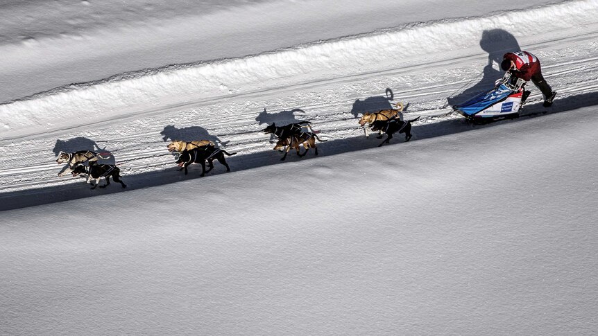 A musher makes his way along a trail during the Grande Odyssee sledding race.
