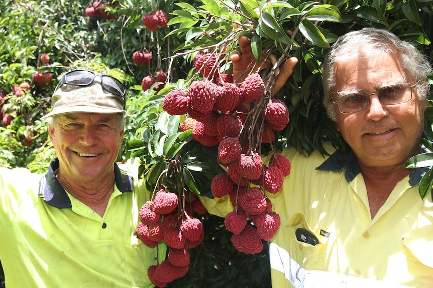 Tibby Dixon and Brian Camilleri stand side by side in yellow shirts, holding a branch of red lychees between them.