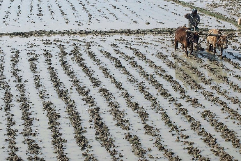 A farmer works in a field in India's north-east