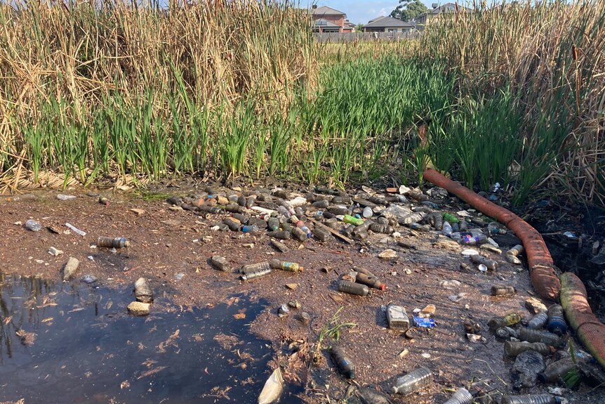 Dirty plastic bottles and a large puddle of stagnant black water surrounded by long grasses