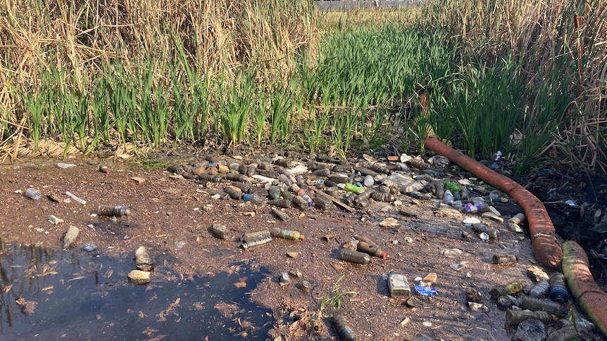 Dirty plastic bottles and a large puddle of stagnant black water surrounded by long grasses