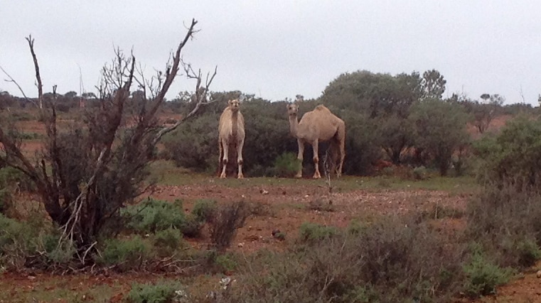 Feral camels in WA Goldfields