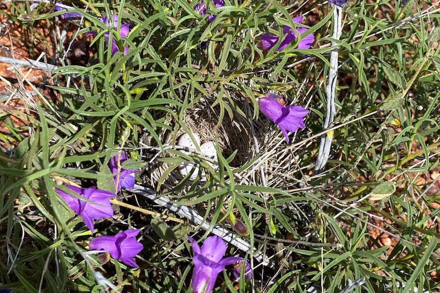 A nest of quail eggs among wild flowers.