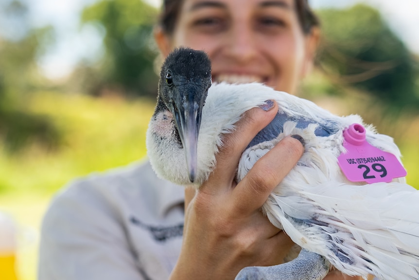 A ibis being held by a researcher with a purple tag stuck in its wing. The researcher is smiling in the background.