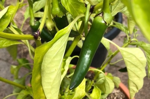 Chilli plant