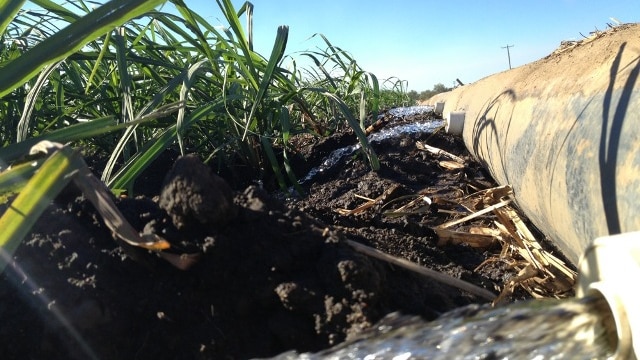 Water flows from irrigation pipes in a paddock of sugar cane