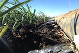 Water flows from irrigation pipes in a paddock of sugar cane