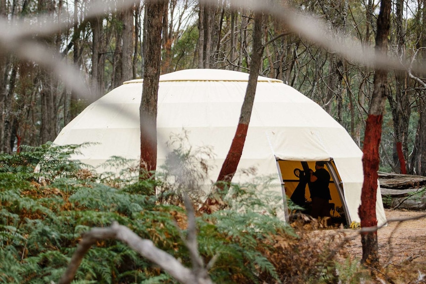 A tan canvas dome with opening for a door in a forest in Tasmania