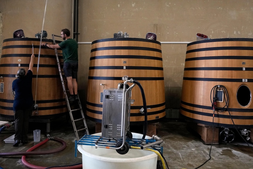 Tres grandes tinas de vino se sientan en una habitación, y los trabajadores se preparan para llenar el barril de la izquierda con vino. 