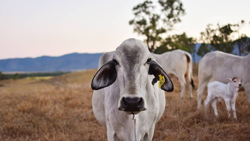 A brahman cow looks straight at the camera.