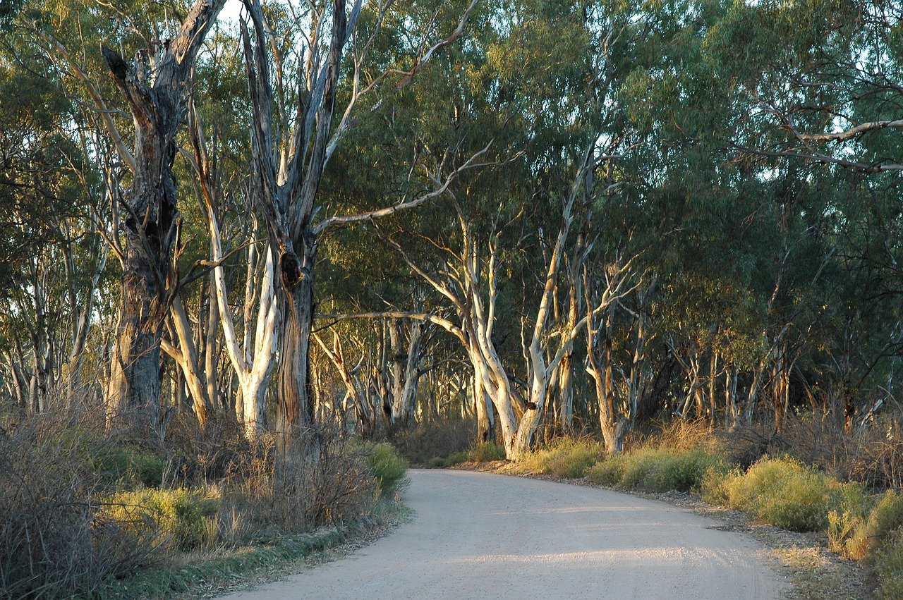 The Story of the Eucalyptus Tree - ABC listen