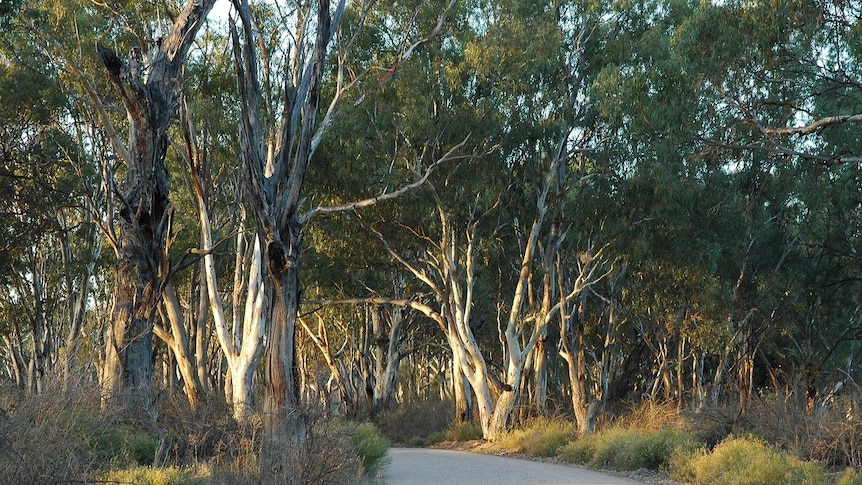 Nightlife: featuring eucalypts