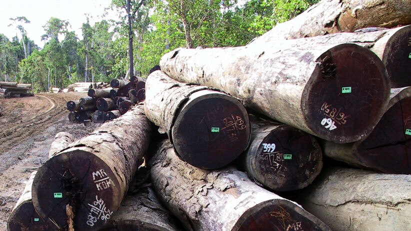 Logging plan: Mr Howard he expects international cooperation. (File photo)