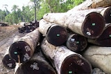 Merbau logs are piled in the remote Indonesian province of Papua